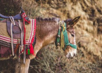 Von Konte e i Benetton, il mio regno per un ronzino