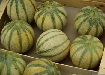 La Repubblica sociale riesumata al governo della Repubblica democratica