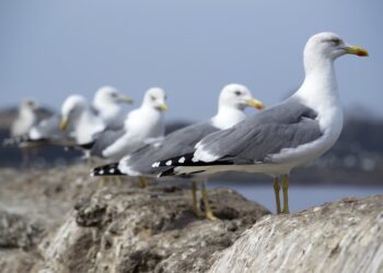 Pri Cervia, urge contenere i gabbiani reali