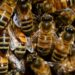 Benvenuti nella prossima futura società di fuchi