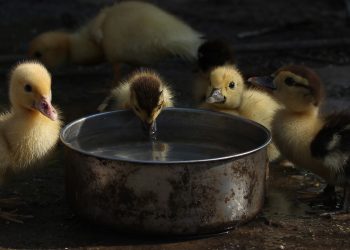 Il brutto anatroccolo