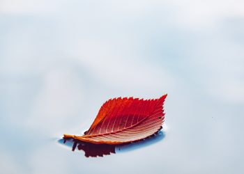 Come le foglie di autunno