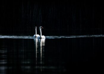 Il lago dei cigni