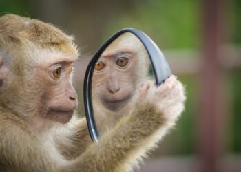 Arrampicarsi sugli specchi