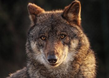 Caccia e fauna selvatica, documento del Pri di Foggia