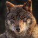 Caccia e fauna selvatica, documento del Pri di Foggia