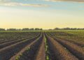Un campo largo sempre più ristretto