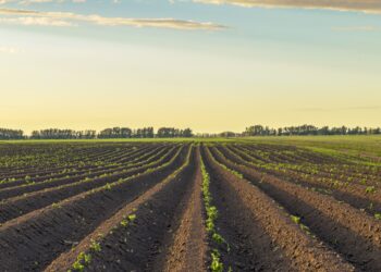 Un campo largo sempre più ristretto