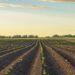 Un campo largo sempre più ristretto